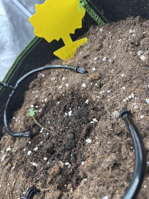 Purple Lemonade Auto. Week 0