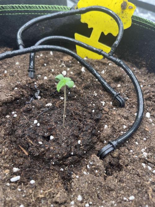 Purple Lemonade Auto. Week 0