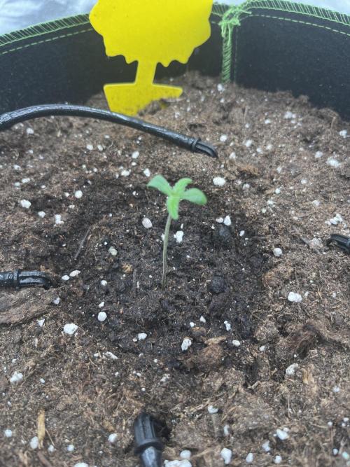 Purple Lemonade Auto. Week 0