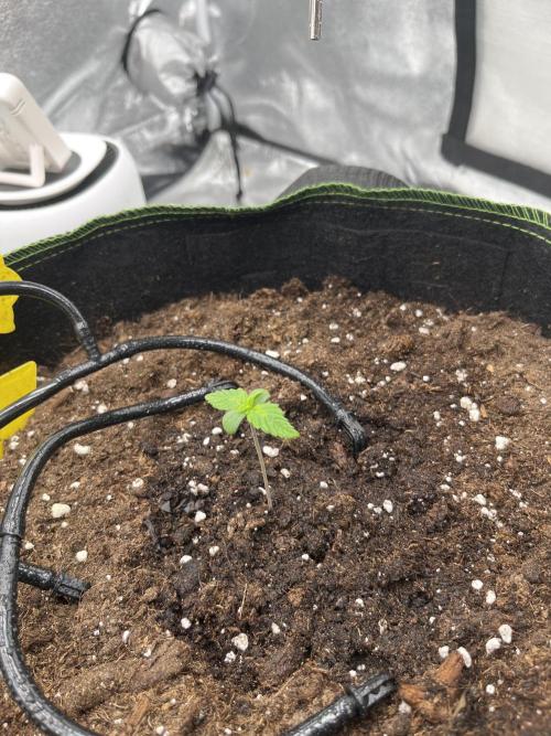 Purple Lemonade Auto. Week 0