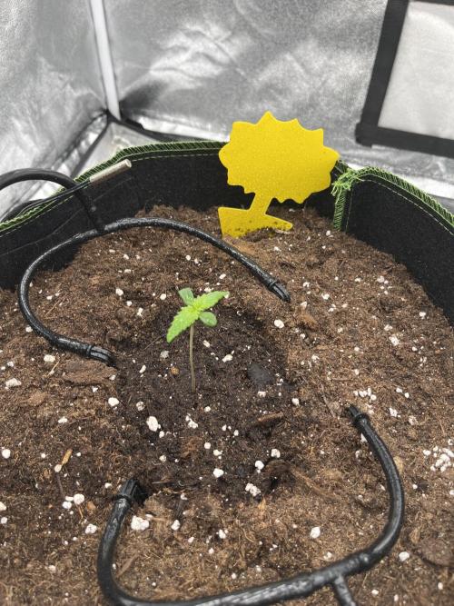 Purple Lemonade Auto. Week 0