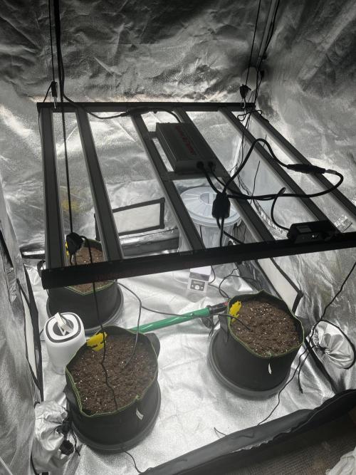 Purple Lemonade Auto. Week 0