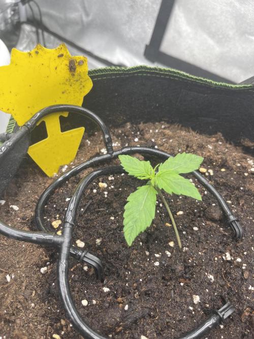 Purple Lemonade Auto. Week 1