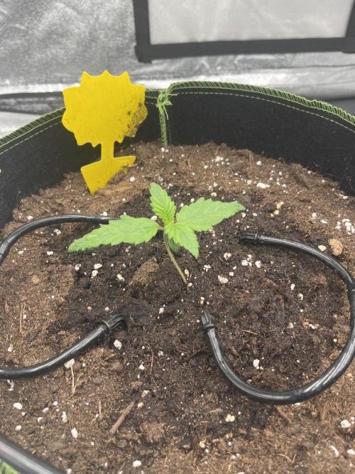 Purple Lemonade Auto. Week 1