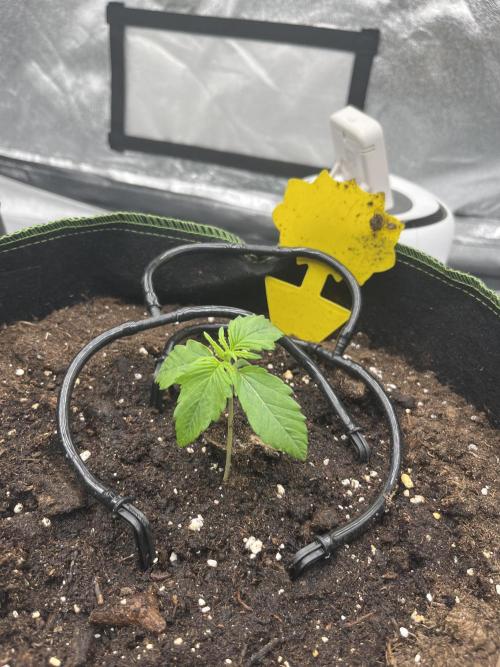 Purple Lemonade Auto. Week 1