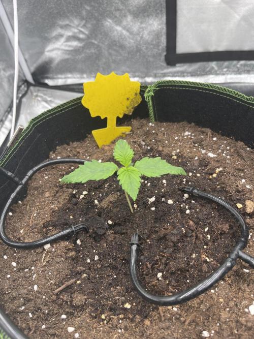 Purple Lemonade Auto. Week 1