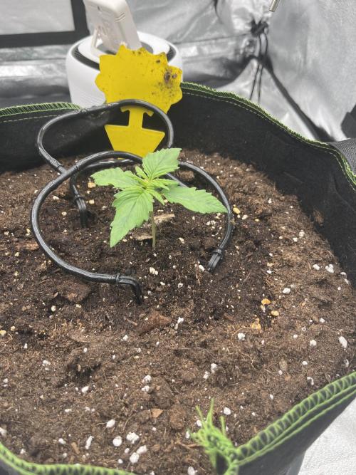 Purple Lemonade Auto. Week 1