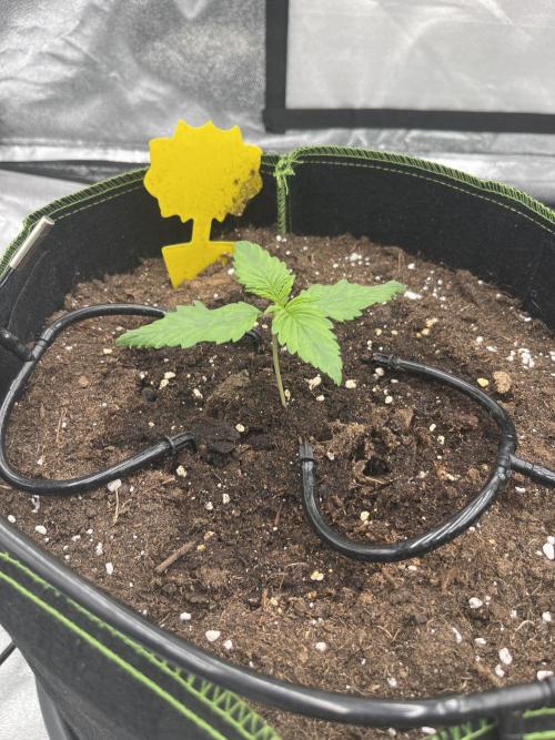 Purple Lemonade Auto. Week 1