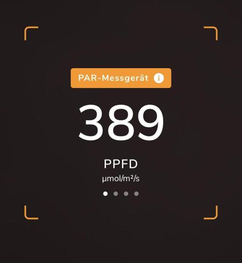 Purple Lemonade Auto. Week 1