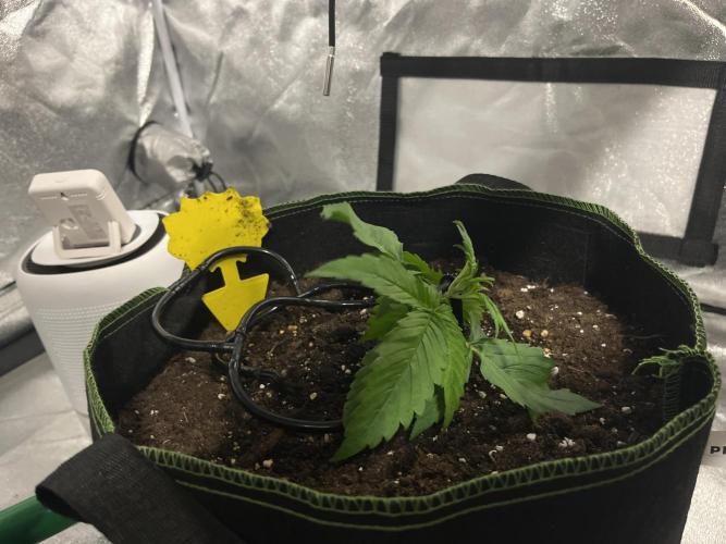 Purple Lemonade Auto. Week 2