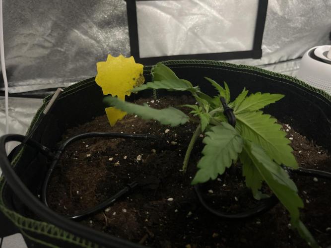 Purple Lemonade Auto. Week 2