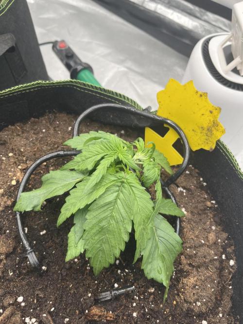 Purple Lemonade Auto. Week 2