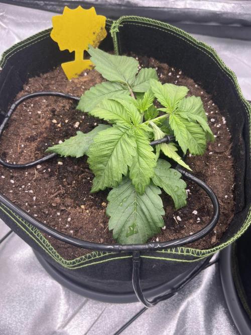 Purple Lemonade Auto. Week 2