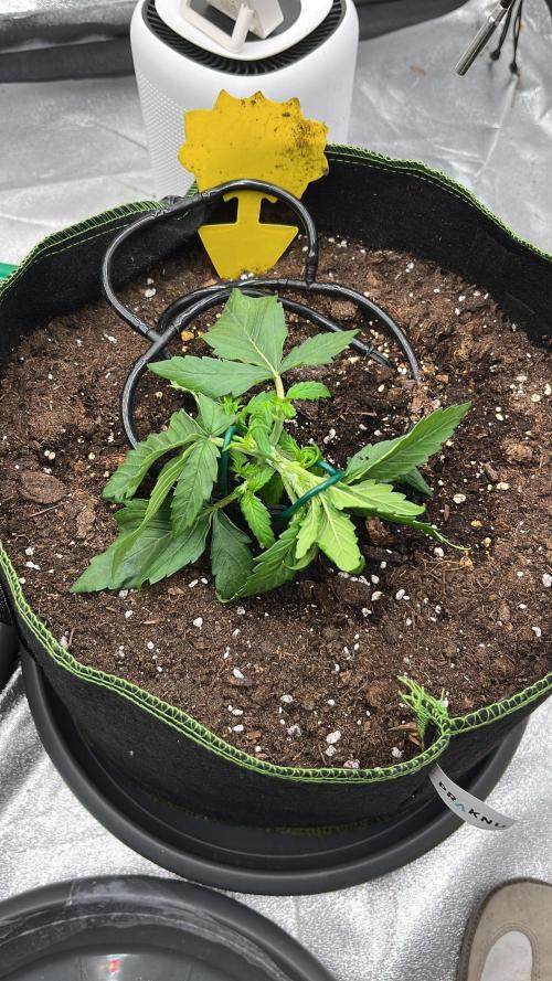 Purple Lemonade Auto. Week 2