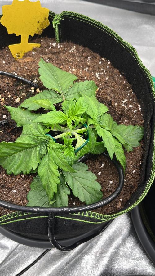 Purple Lemonade Auto. Week 2