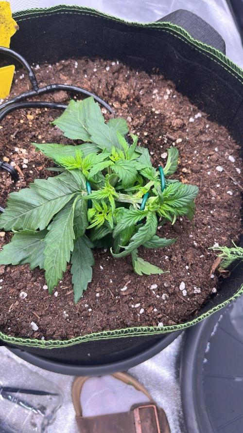 Purple Lemonade Auto. Week 2