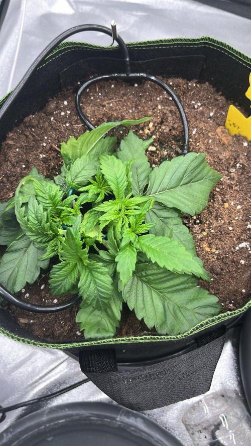 Purple Lemonade Auto. Week 2