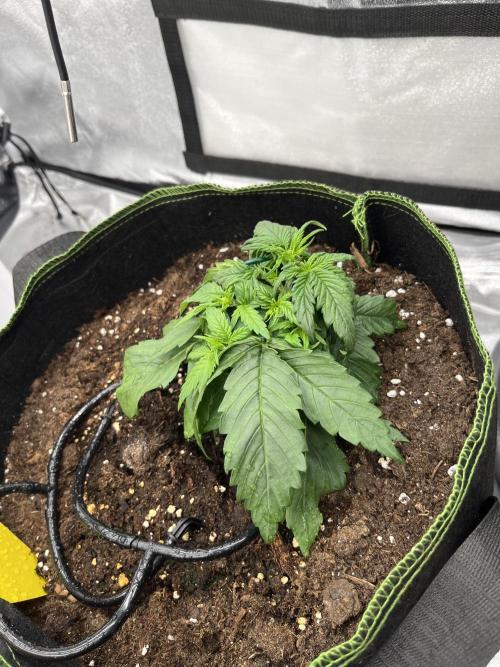 Purple Lemonade Auto. Week 2