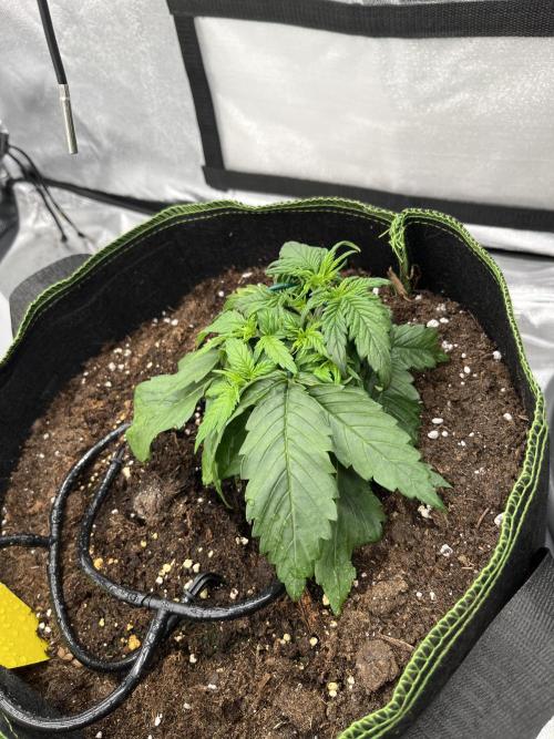 Purple Lemonade Auto. Week 2