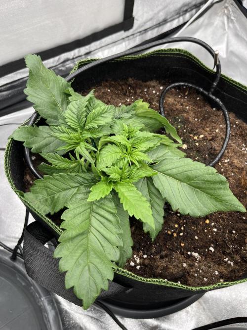 Purple Lemonade Auto. Week 2