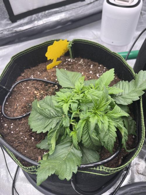 Purple Lemonade Auto. Week 2