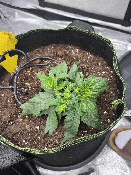 Purple Lemonade Auto. Week 2