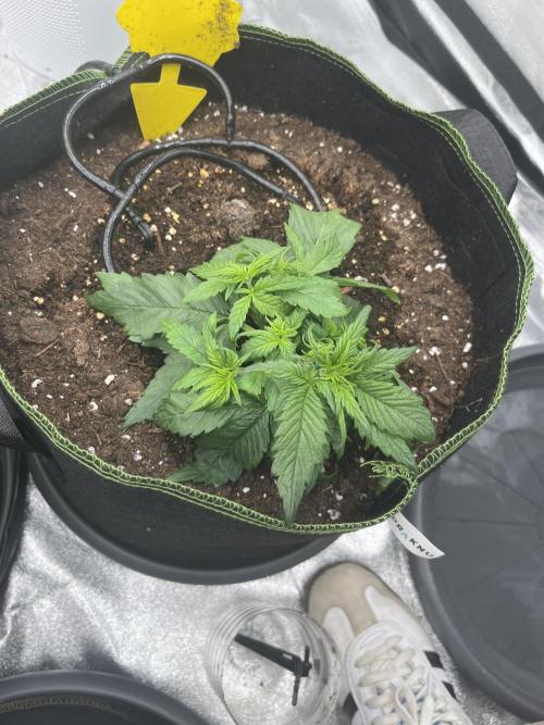 Purple Lemonade Auto. Week 2