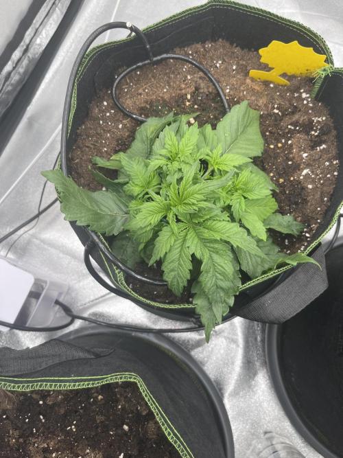 Purple Lemonade Auto. Week 2