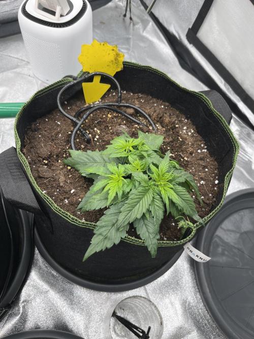 Purple Lemonade Auto. Week 2