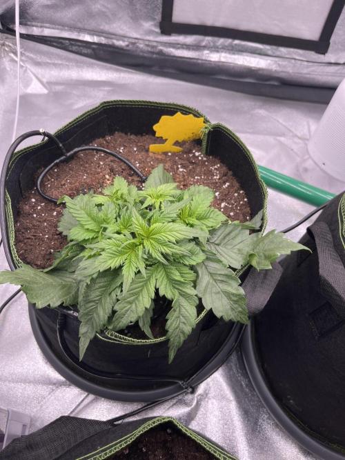 Purple Lemonade Auto. Week 2