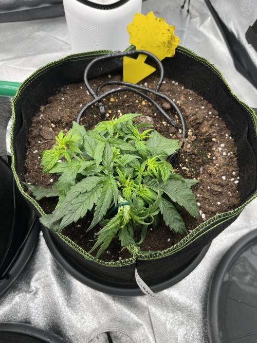 Purple Lemonade Auto. Week 2