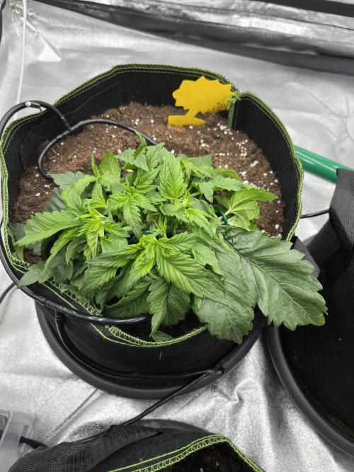 Purple Lemonade Auto. Week 2