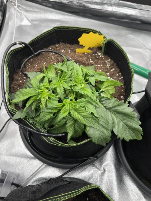 Purple Lemonade Auto. Week 2