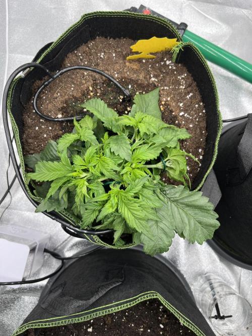 Purple Lemonade Auto. Week 2