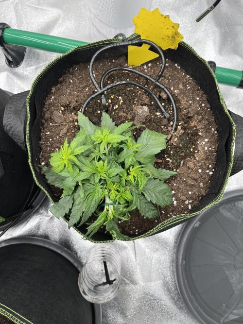 Purple Lemonade Auto. Week 2