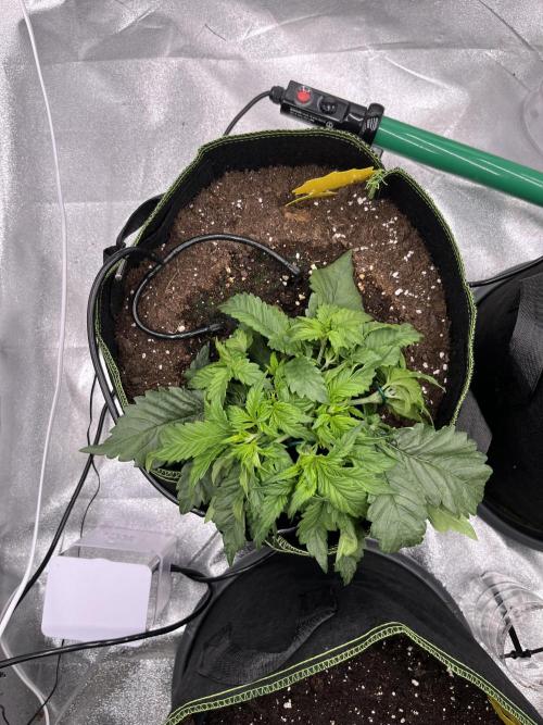 Purple Lemonade Auto. Week 2