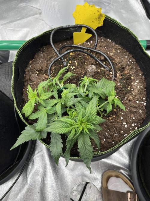 Purple Lemonade Auto. Week 2