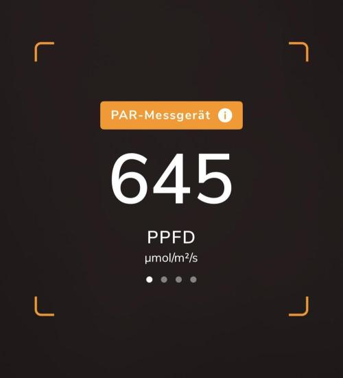 Purple Lemonade Auto. Week 2