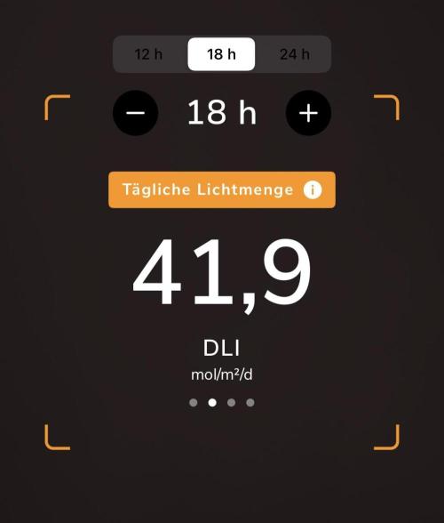 Purple Lemonade Auto. Week 2