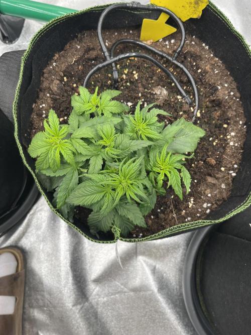 Purple Lemonade Auto. Week 3