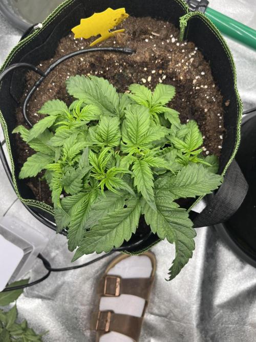 Purple Lemonade Auto. Week 3