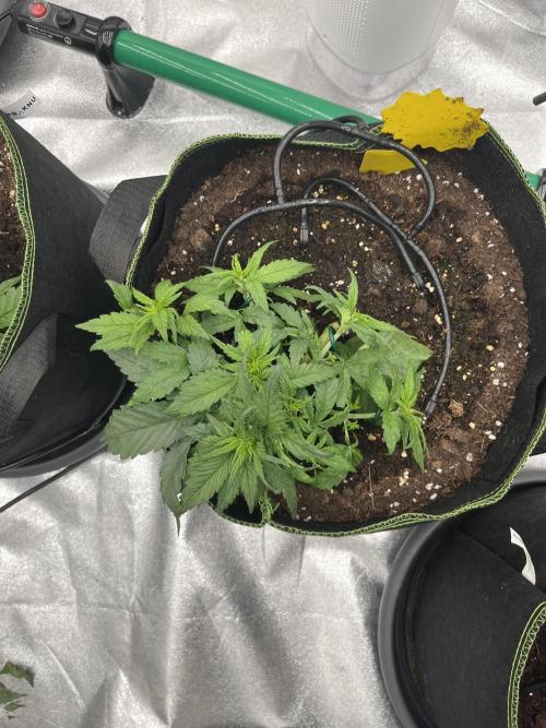 Purple Lemonade Auto. Week 3