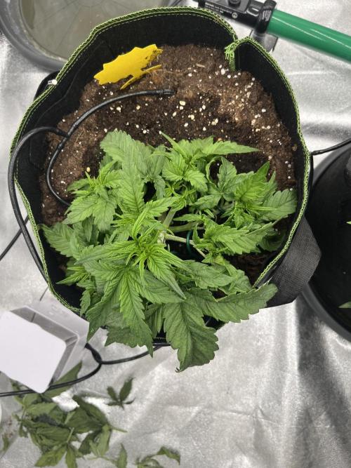 Purple Lemonade Auto. Week 3