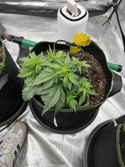 Purple Lemonade Auto. Week 3