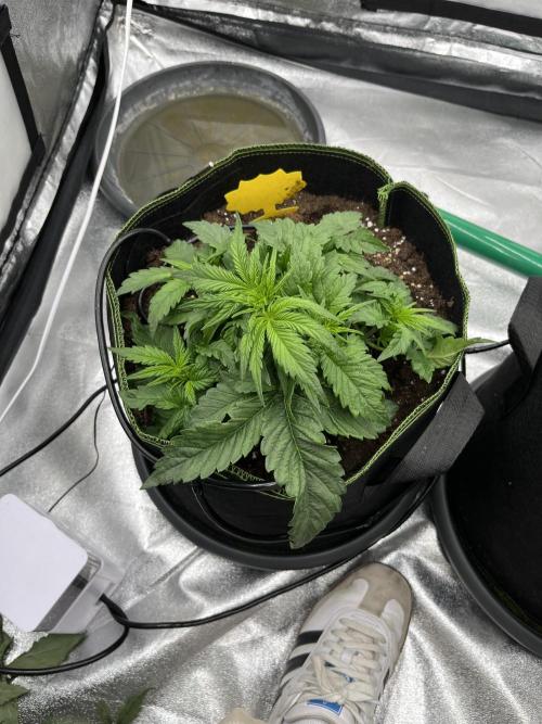 Purple Lemonade Auto. Week 3