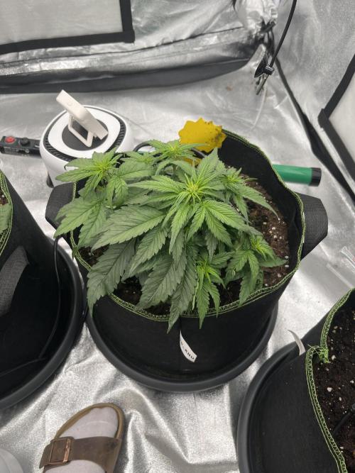 Purple Lemonade Auto. Week 3