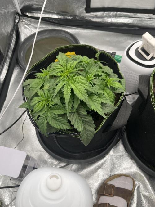 Purple Lemonade Auto. Week 3