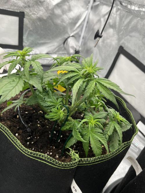 Purple Lemonade Auto. Week 3