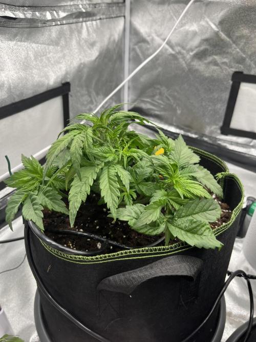 Purple Lemonade Auto. Week 3