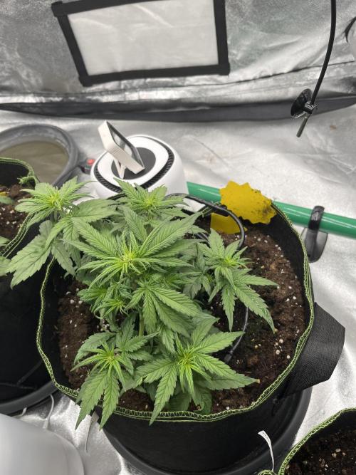 Purple Lemonade Auto. Week 3